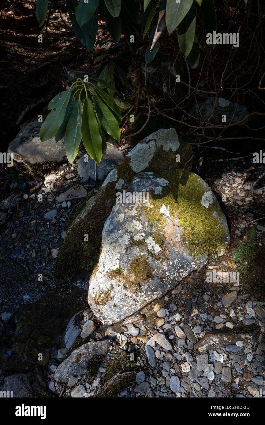 Rock in the woods hi-res stock photography and images - Alamy