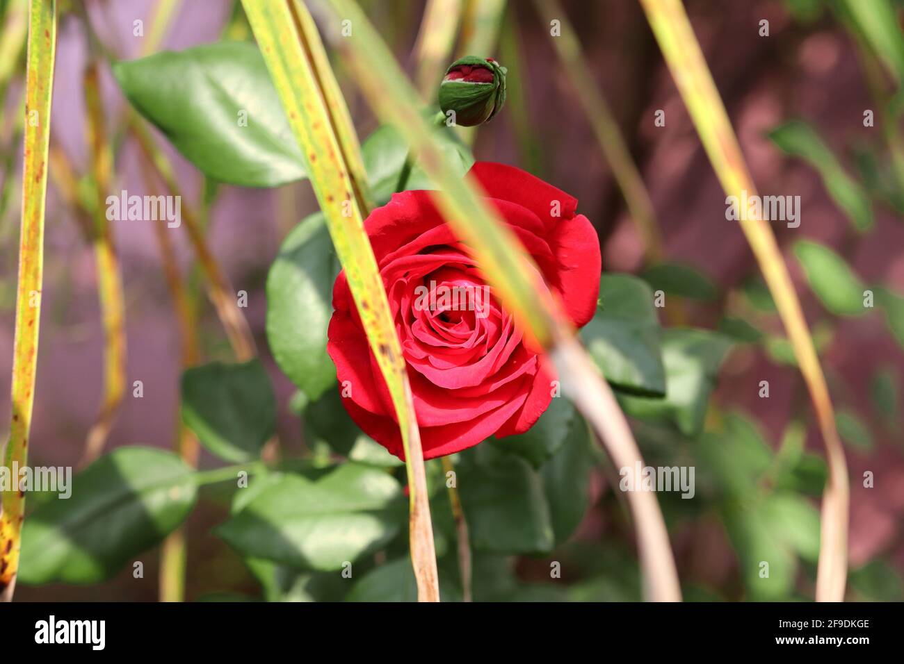 Close-up shot A beautiful rose flower with a foreground of coconut leaves Stock Photo