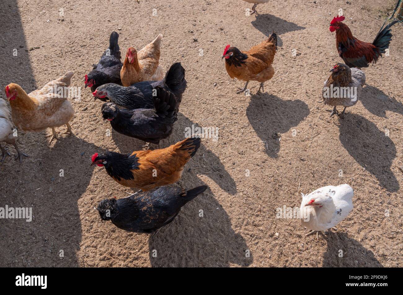 Chicken run enclosure hires stock photography and images Alamy