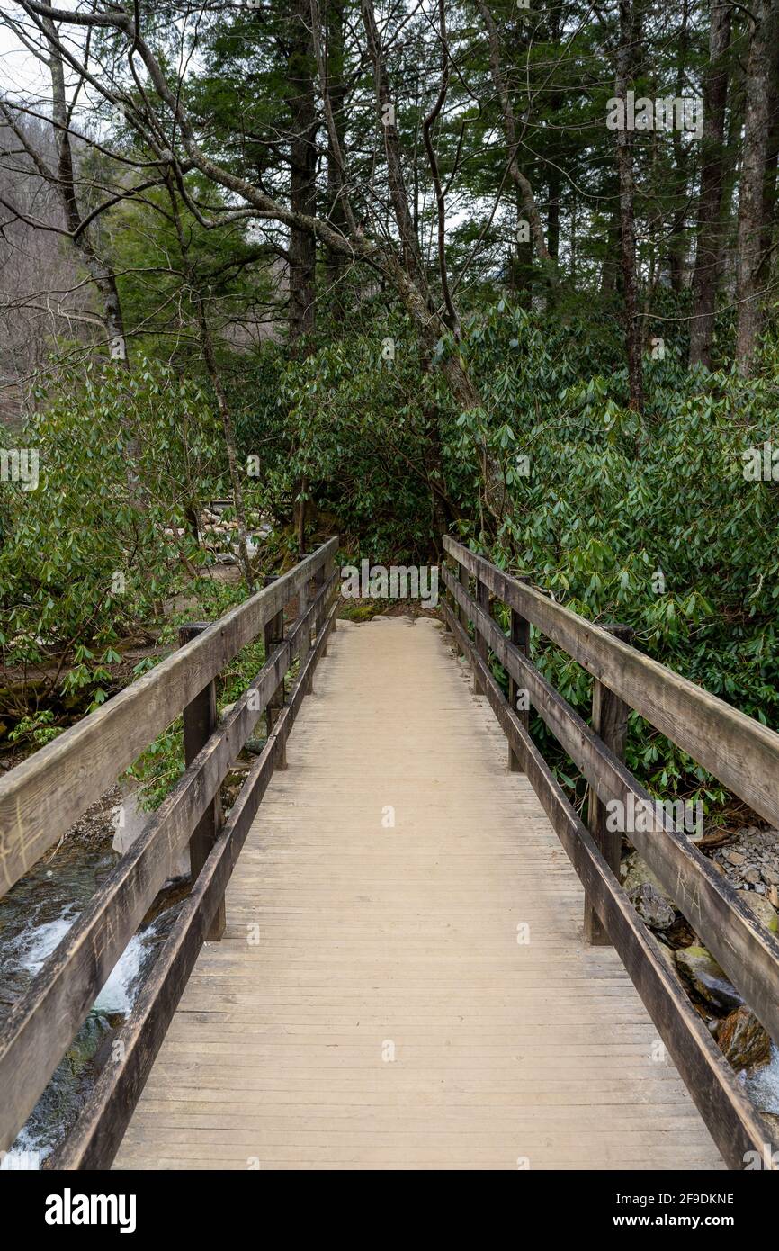 wooden bridge over a creek in the forest Stock Photo - Alamy