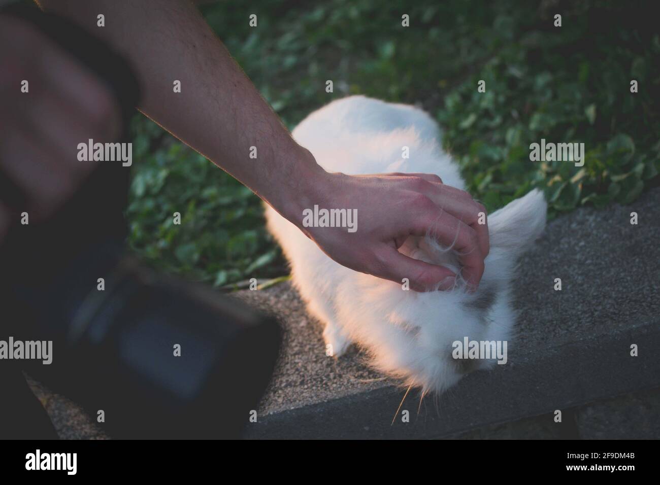 A closeup shot of a photographer caring a white rabbit in the garden ...