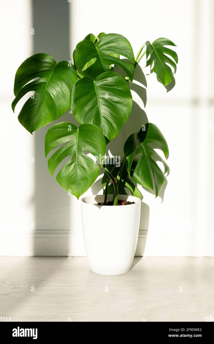 philodendron with fuzzy stem Philodendron 'Fuzzy Petiole' – Hairy Stems, Bullate Leaves main image 1