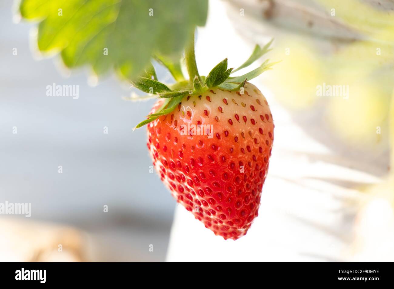 Closed up of red strawberry fruit background Stock Photo - Alamy