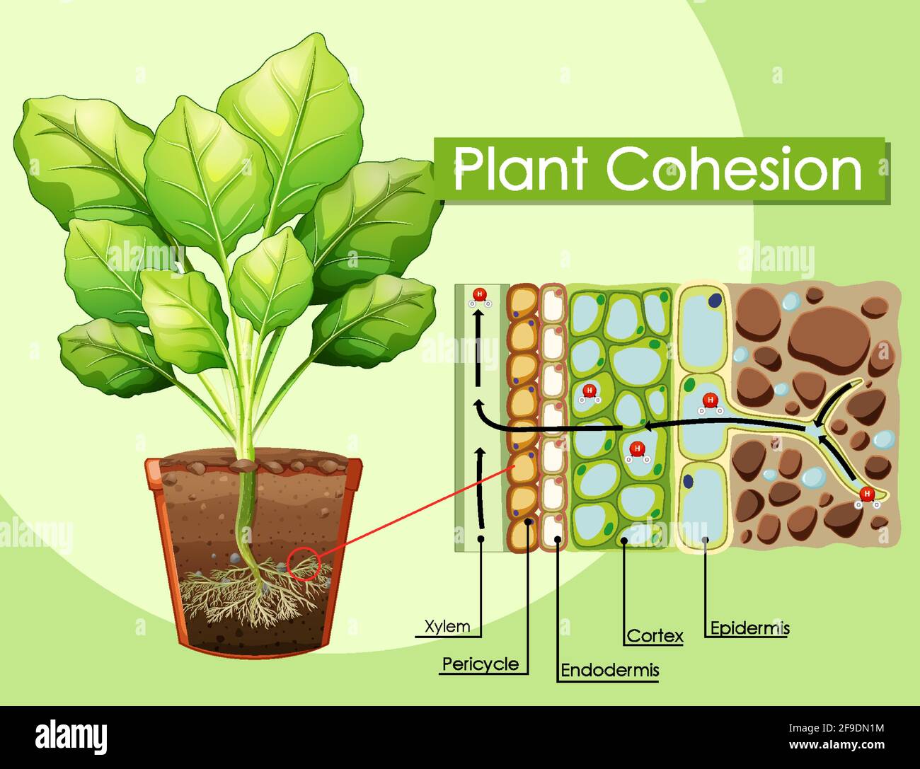 Diagram showing Plant Cohesion illustration Stock Vector Image & Art