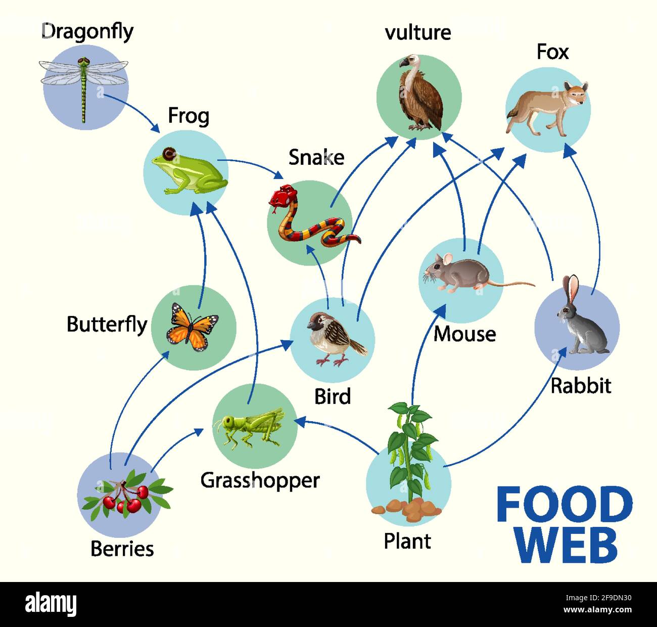 Food chain diagram concept illustration Stock Vector Image & Art - Alamy