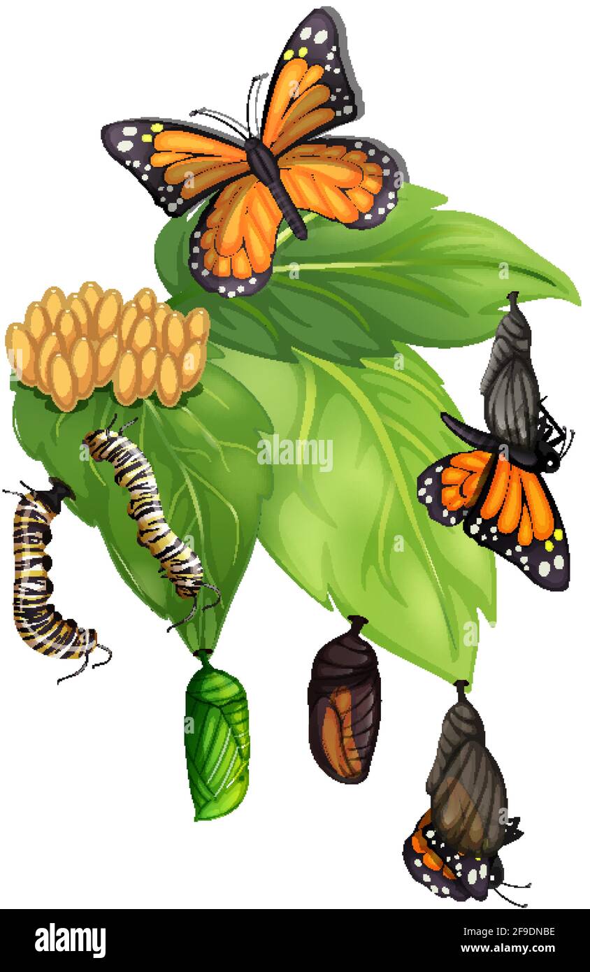 Life cycle of butterfly on white background illustration Stock Vector ...