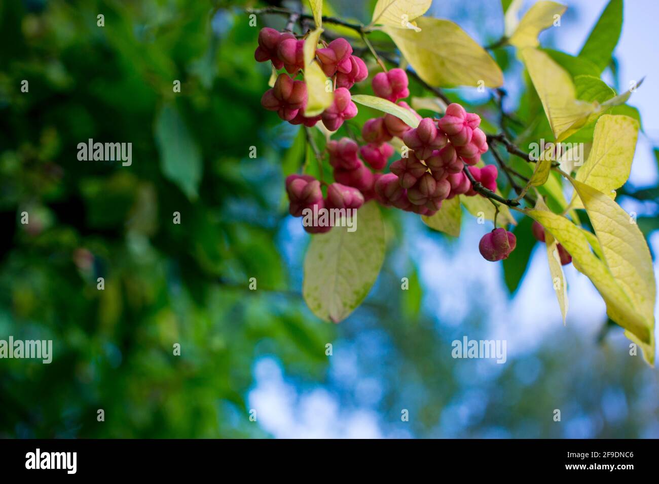 flowers of euonymus on a branch against foliage Stock Photo