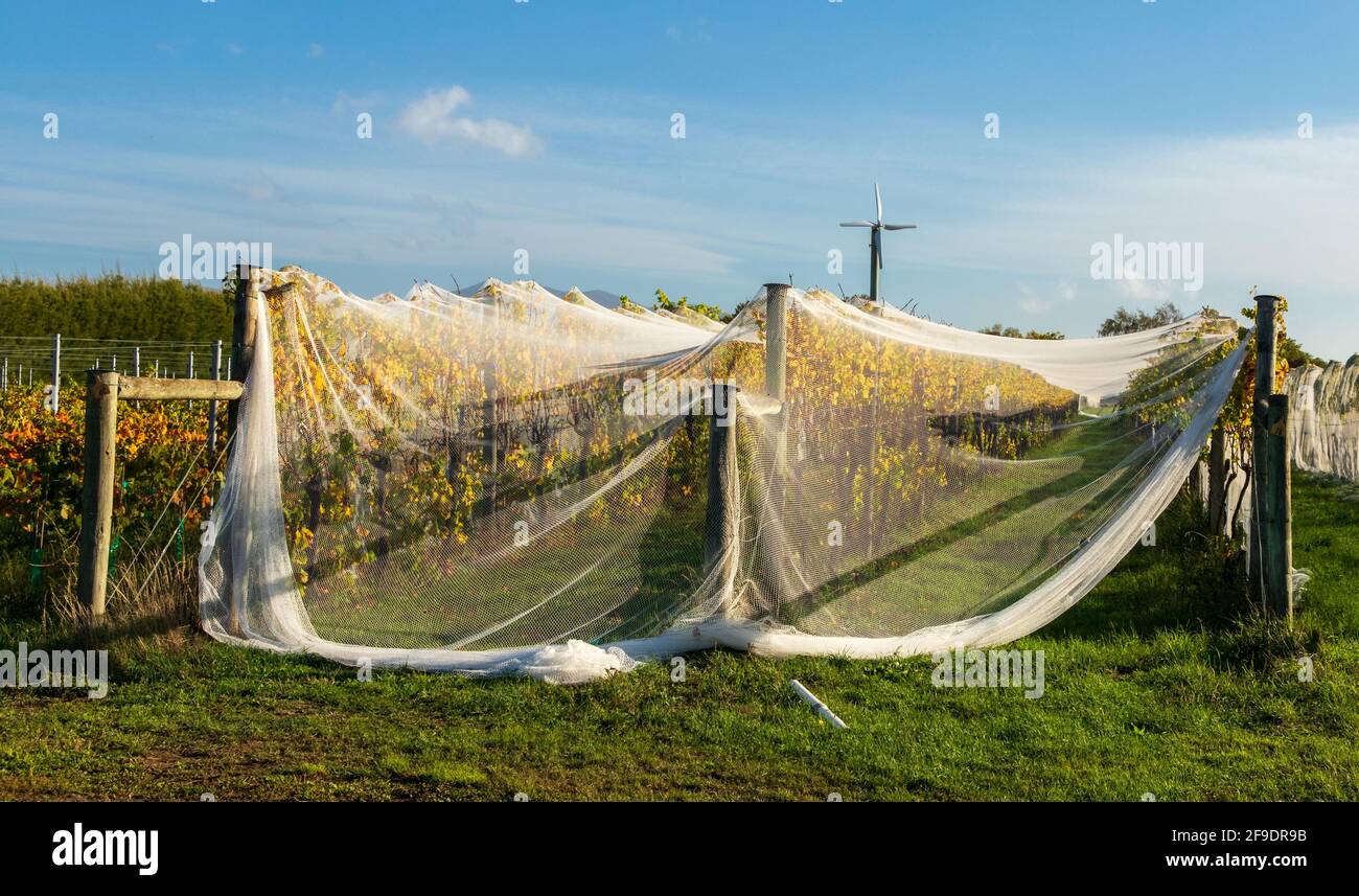 New Zealand grapevines covered with white netting Stock Photo - Alamy