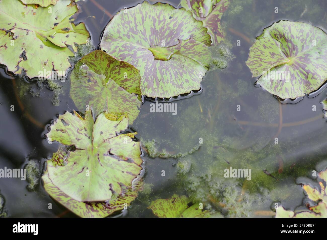 Green lotus leaves on the lake water surface Stock Photo - Alamy