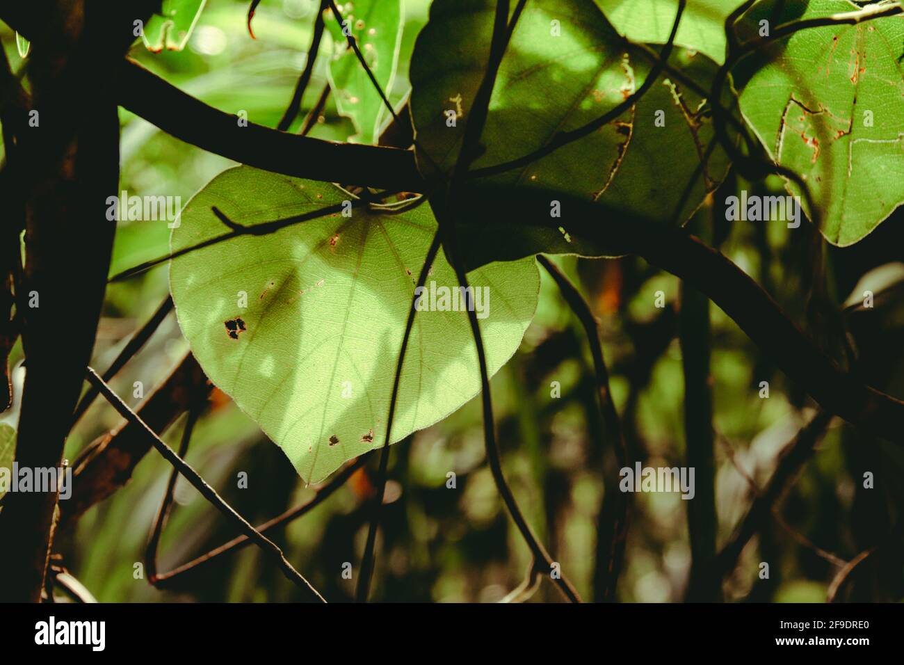 Closeup shot damaged leaves hi-res stock photography and images - Alamy