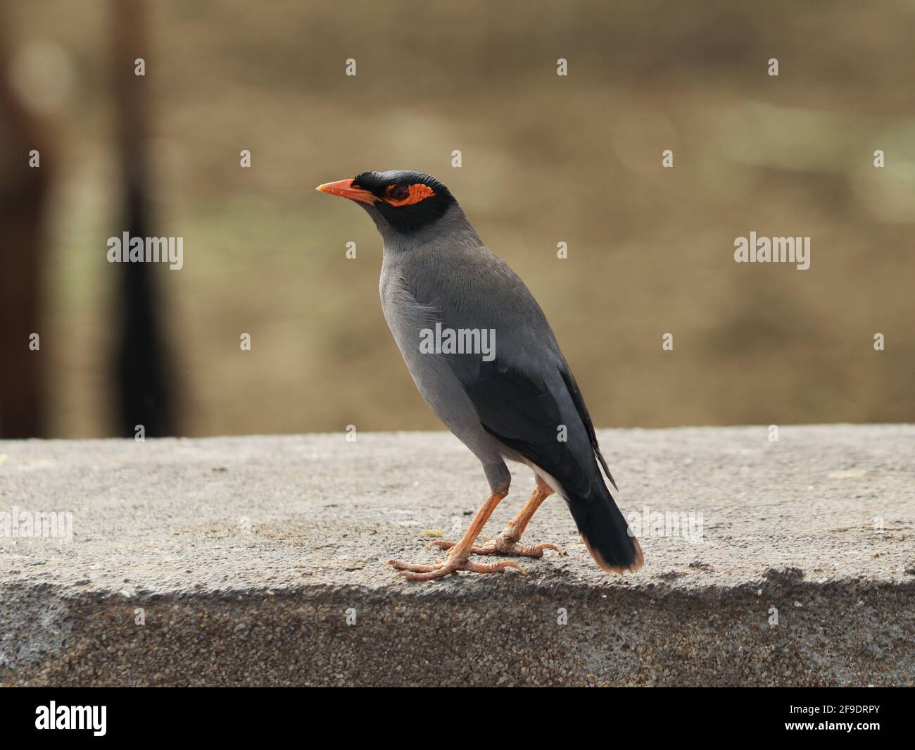 A closeup of the bank myna (acridotheres ginginianus)  with blurred background Stock Photo