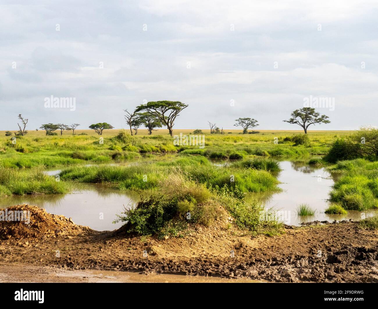 Serengeti National Park, Tanzania, Africa - March 1, 2020: Scenic view of the Serengeti Stock Photo