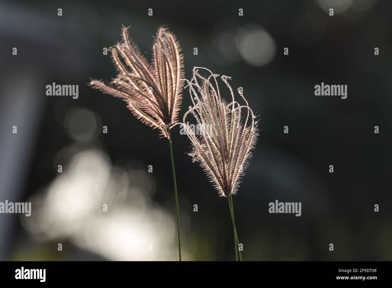 A beautiful closeup shot of two Chloris virgata (feather finger grass) with blurred background Stock Photo