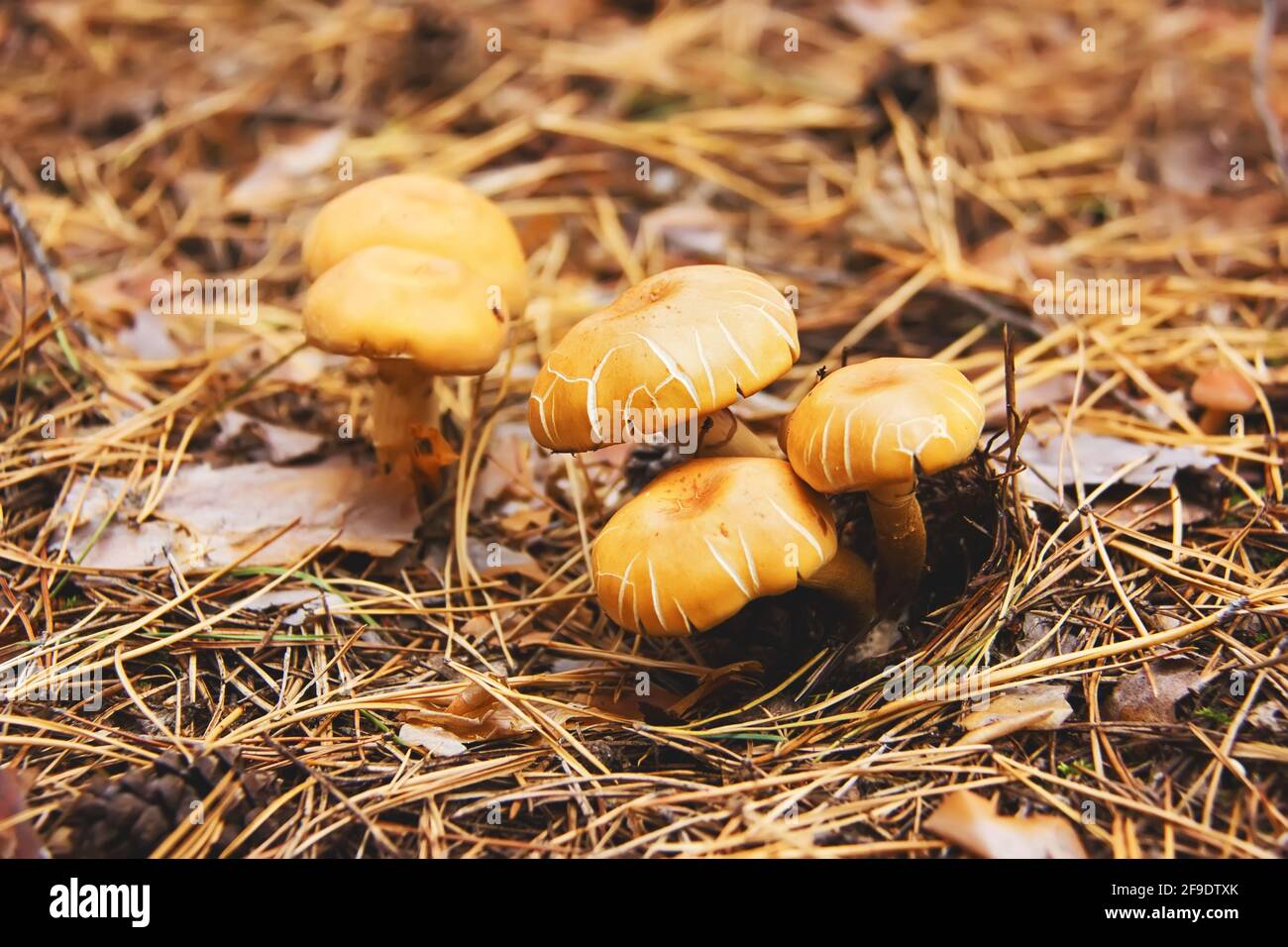 Yellow mushroom in the autumn forest. Hypholoma fasciculare (sulphur tuft, sulfur tuft or clustered woodlover). Stock Photo
