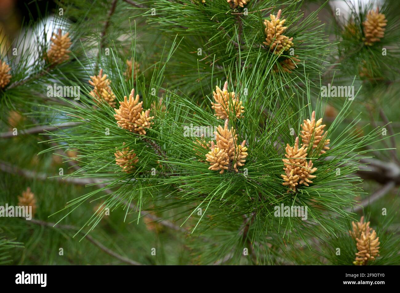 Sydney Australia, Pinus Roxburghii foliage with flowering cones Stock Photo
