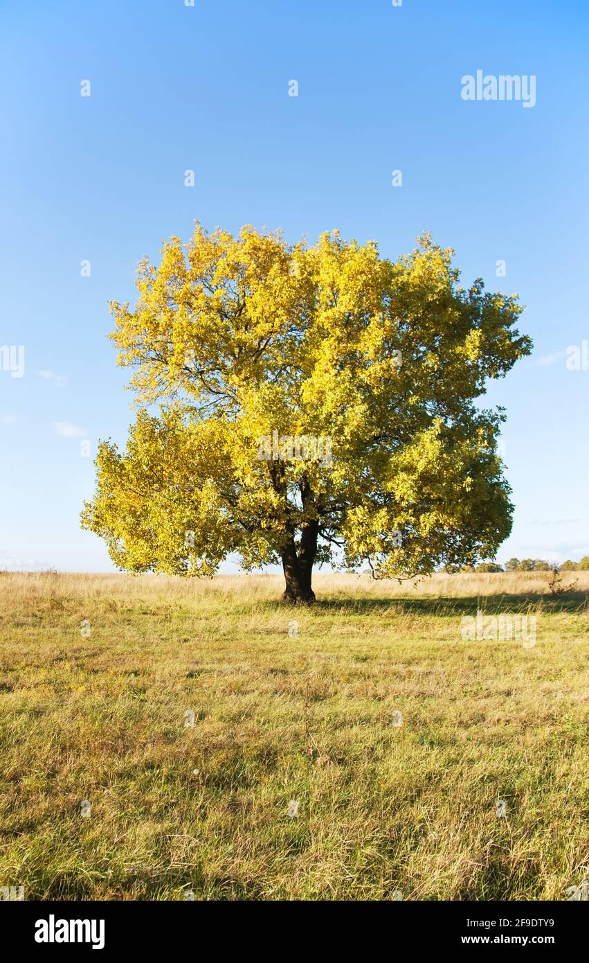 Blue sky grand old oak hi-res stock photography and images - Alamy