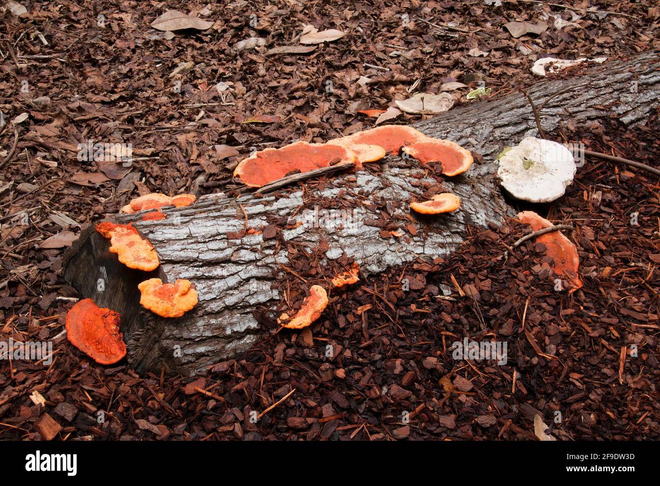 Sydney Australia, orange and white fungus on log in garden Stock Photo