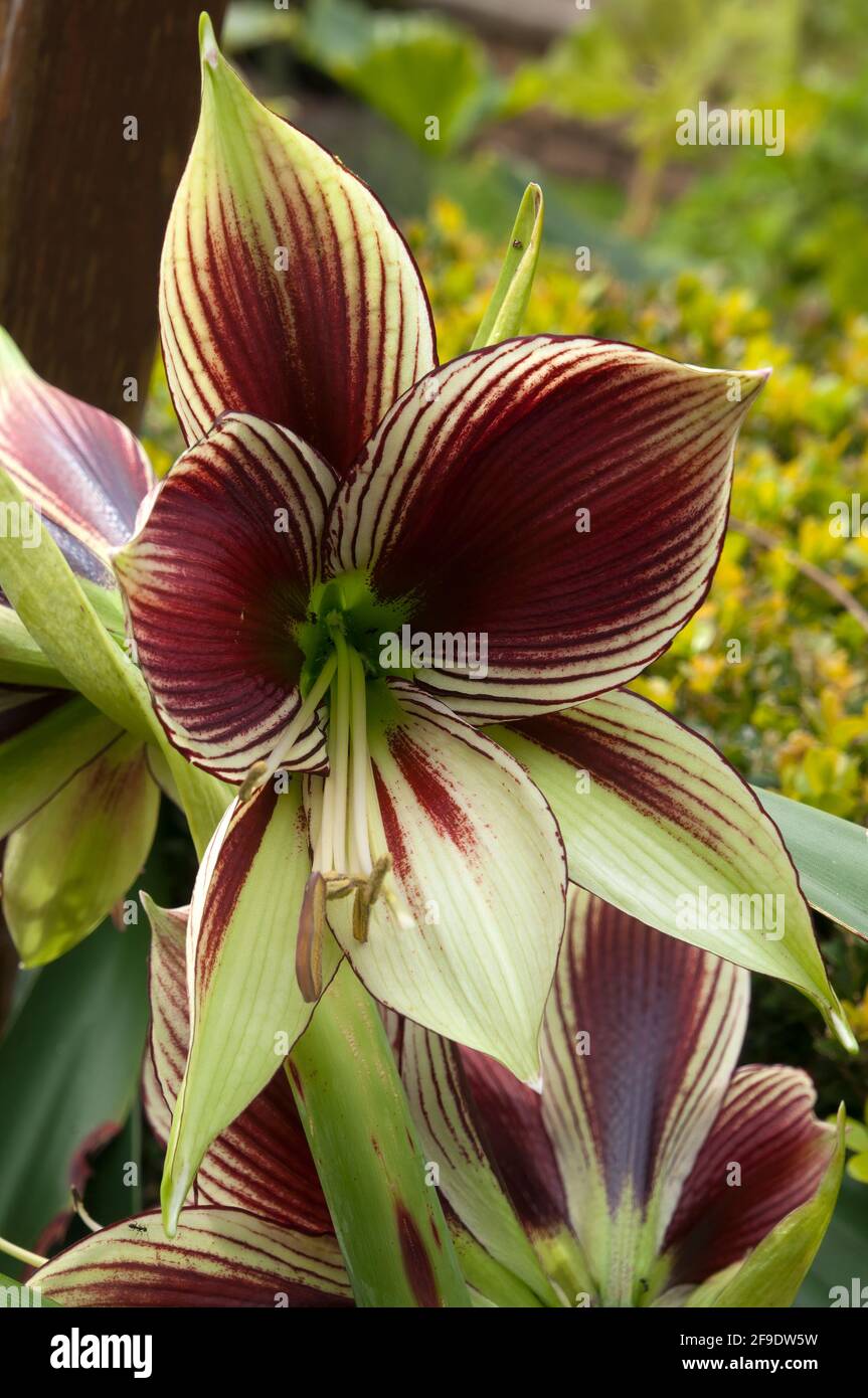 Sydney Australia, striking flower of the hippeastrum papilio or butterfly amaryllis bulb Stock Photo