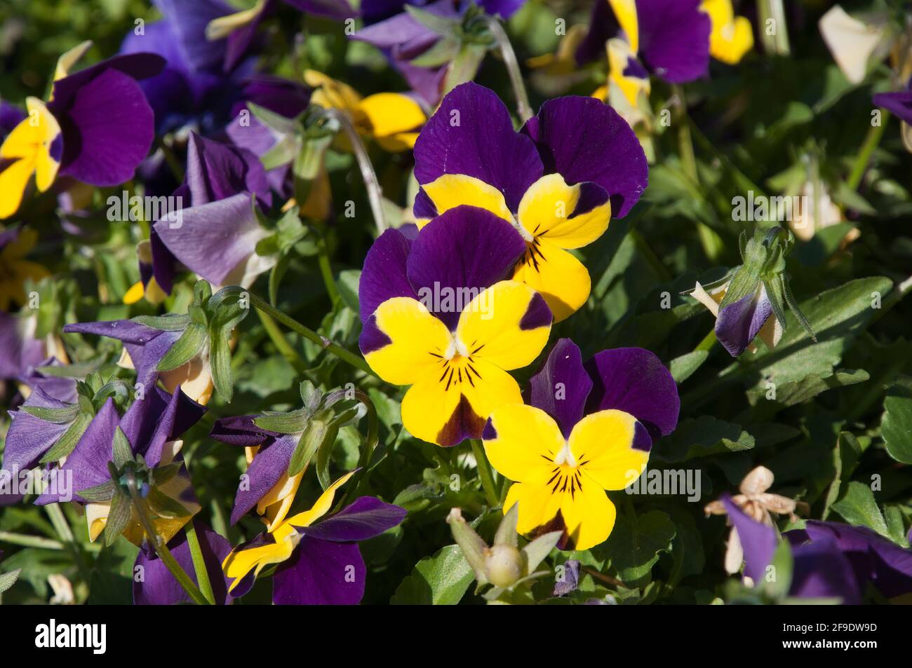 Sydney Australia, flowers if a tricolor pansy in winter garden Stock Photo