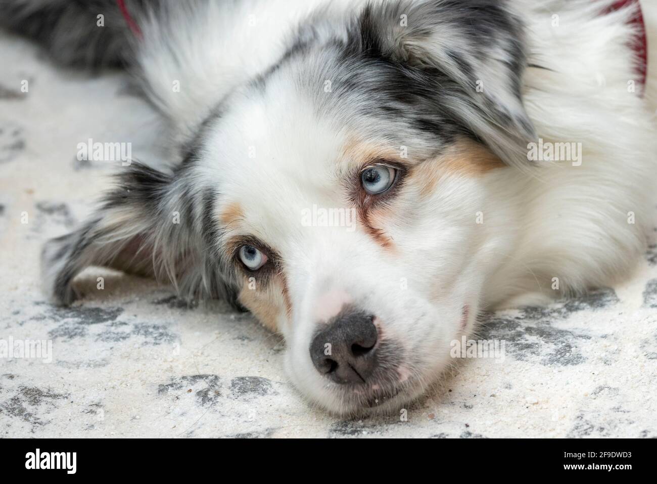 Australian Shepard tired dog laying down resting looking at camera Stock Photo