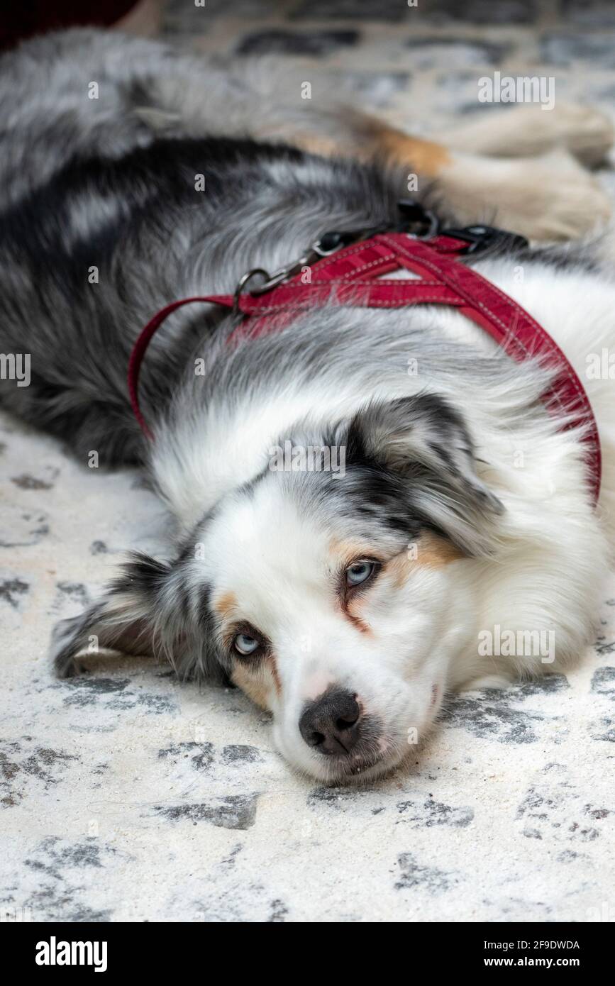 Australian Shepard tired dog laying down resting looking at camera Stock Photo