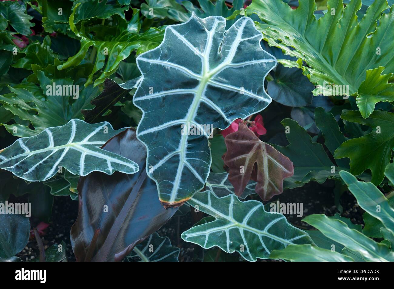 Sydney Australia, distinct leaves of a alocasia sanderiana or kris plant native to northern Mindanao in the Philippines Stock Photo