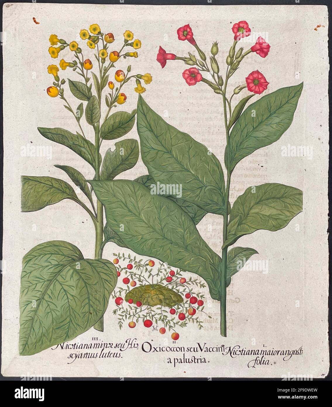 Tobacco; Nicotiana, Oxicoccon – Art by Basilius Besler (1561–1629) Stock Photo