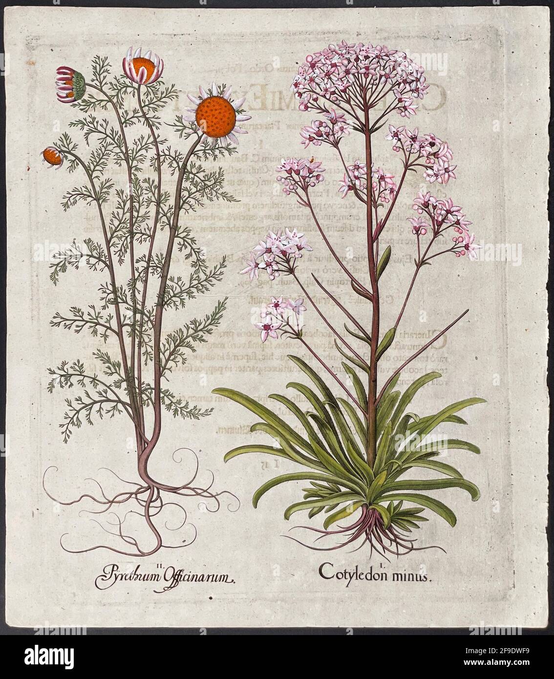 Pyrethrum Officinarum, Cotyledon minus – Art by Basilius Besler (1561–1629) Stock Photo