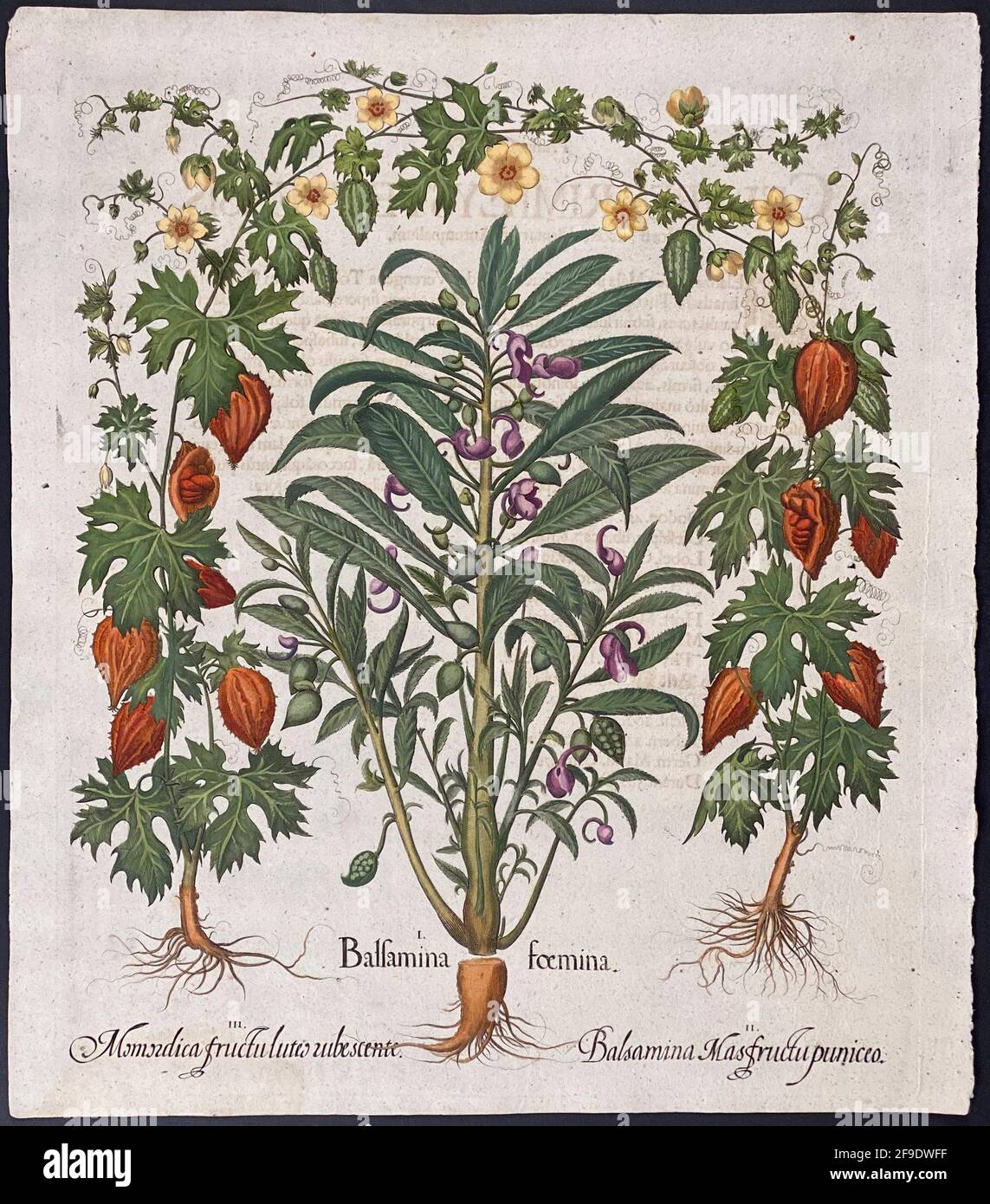 Balsalm, Bitter-Melon; Balsamina, Momordica – Art by Basilius Besler (1561–1629) Stock Photo