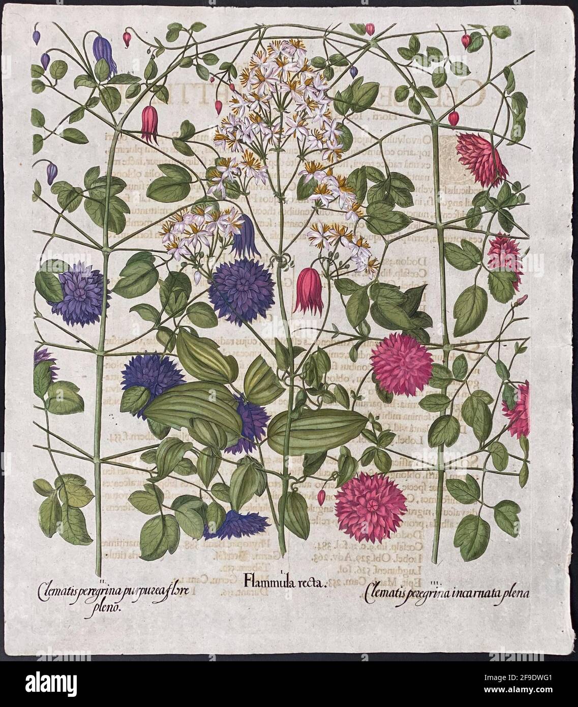 Clematis, Spearwort; Clematis peregrina, Flammula recta – Art by Basilius Besler (1561–1629) Stock Photo