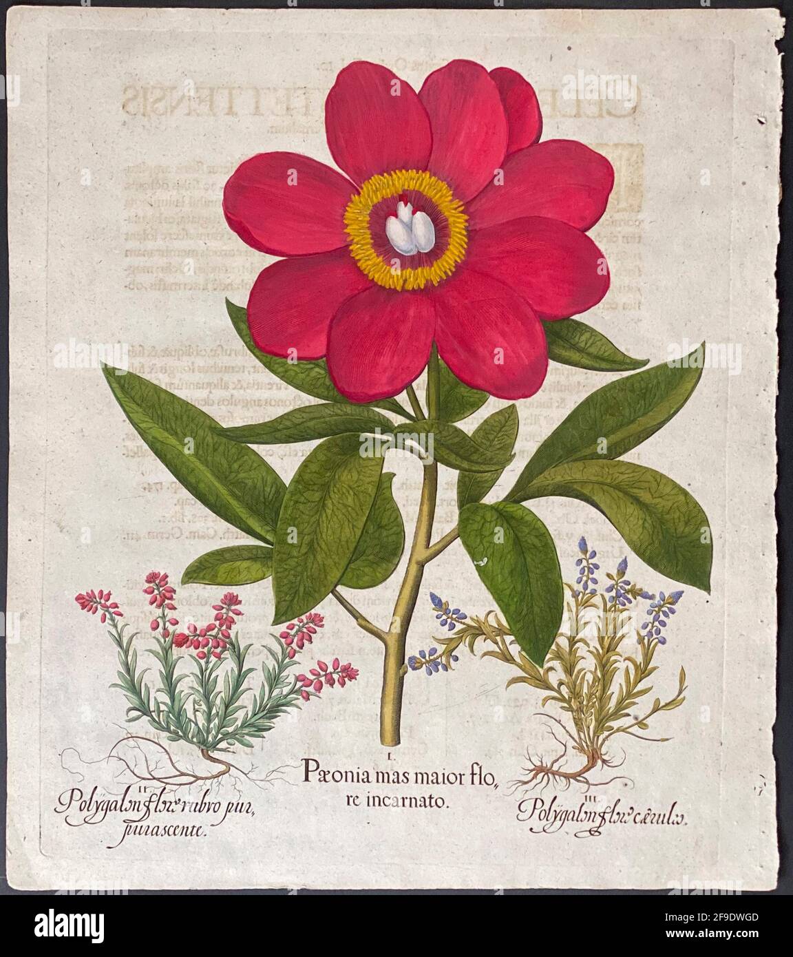 Peony; Paeonia, Polygalon – Art by Basilius Besler (1561–1629) Stock Photo