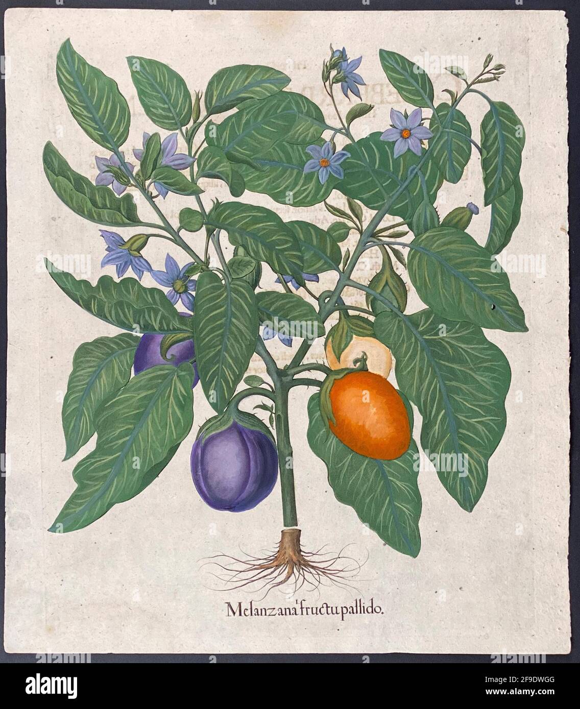 Eggplant; Melanzana fructu pallido – Art by Basilius Besler (1561–1629) Stock Photo