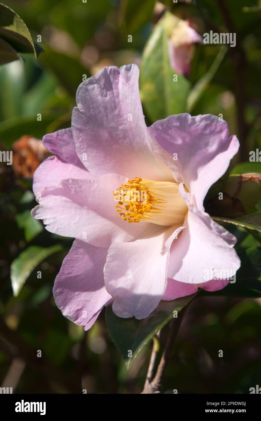 Sydney Australia, close-up of a mauve flower of 'reflecting wave'  a hybrid between Camellia pitardii and camellia japonica species Stock Photo