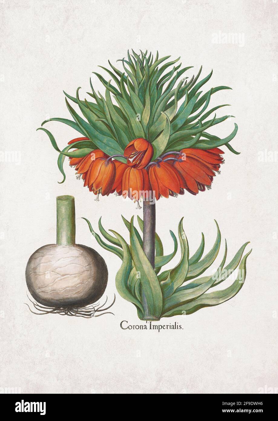 Crown Imperial Lily; Corona Imperialis. Art by Basilius Besler (1561–1629) Stock Photo