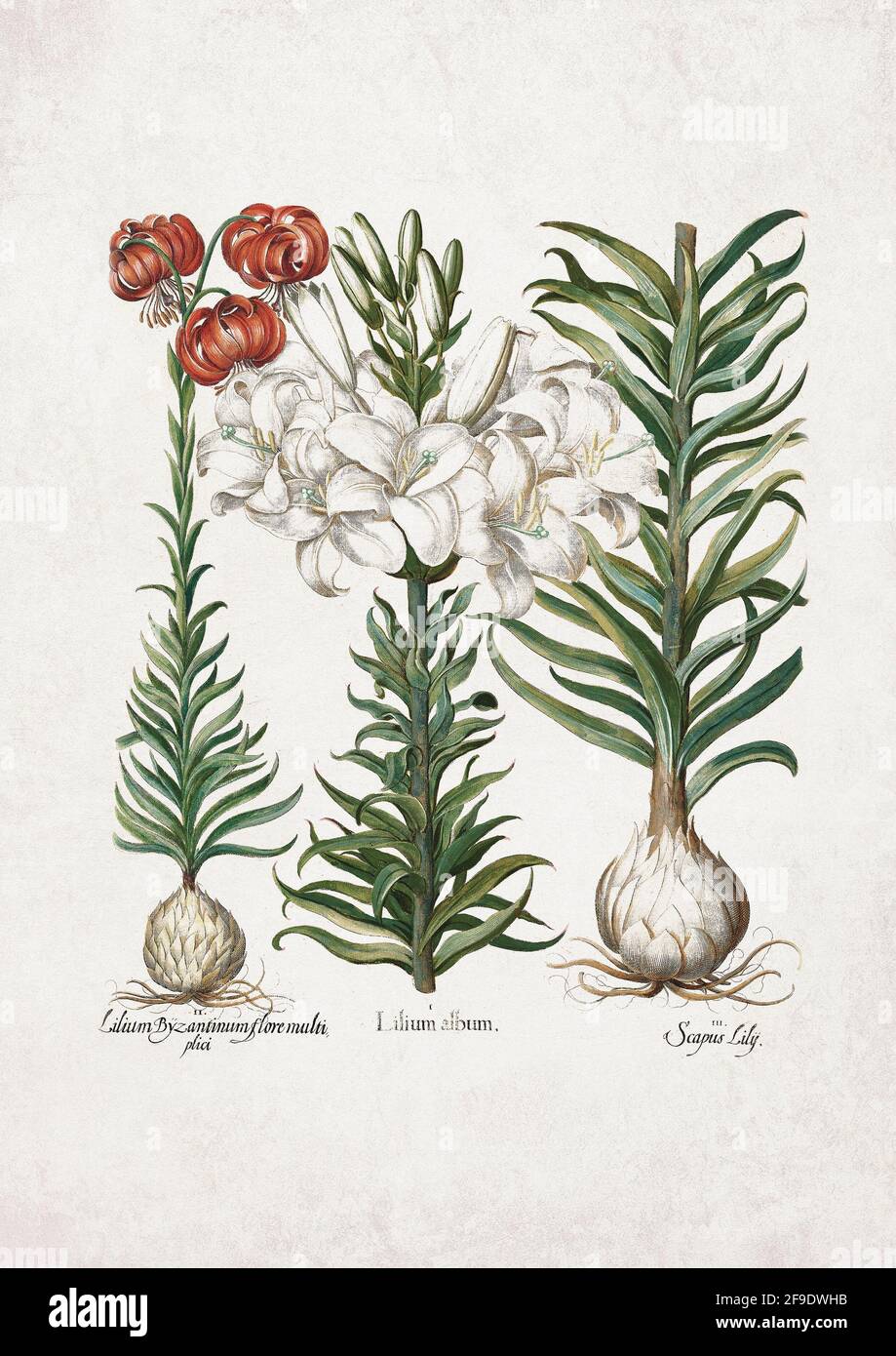 Besler Pl. 88, Madonna (Annunciation) lily, Scarlet turk's-cap – Art by Basilius Besler (1561–1629). Stock Photo