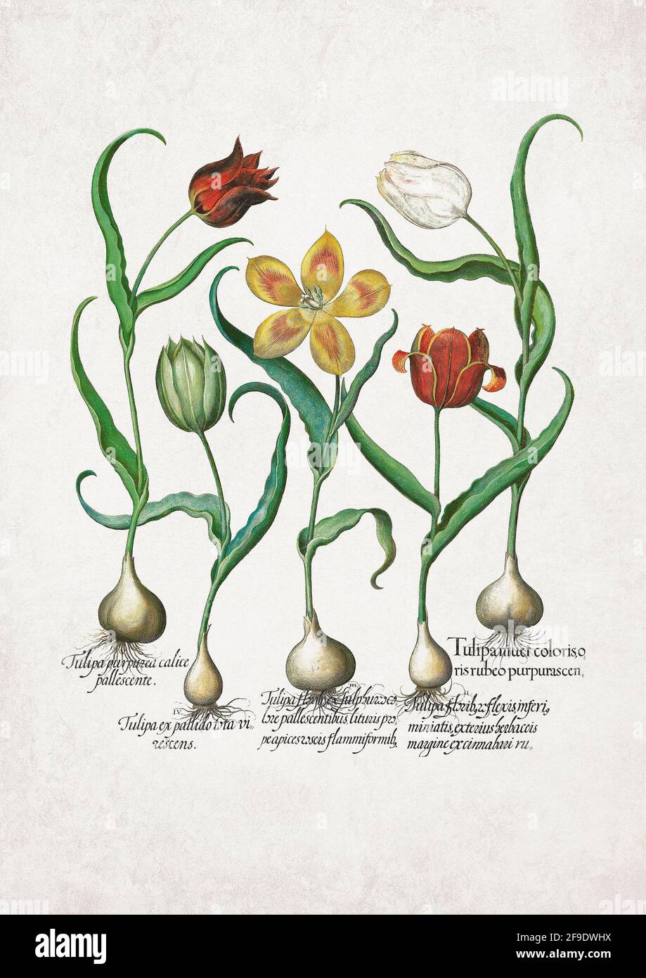 Tulips – Basilius Besler (1561–1629) was a respected Nuremberg apothecary and botanist, best known for his monumental Hortus Eystettensis. Stock Photo