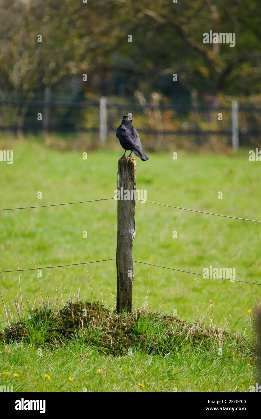 a black crow sits on a wooden post of an electric fence Stock Photo Alamy