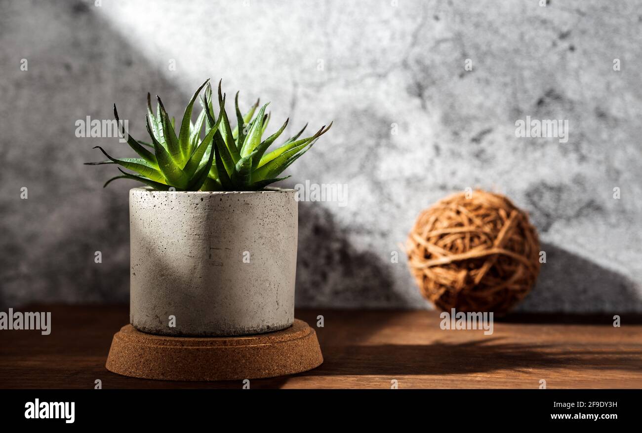 house plant castus in concrete pot on wood table with sunlight create shadow from window at concrete wall Stock Photo