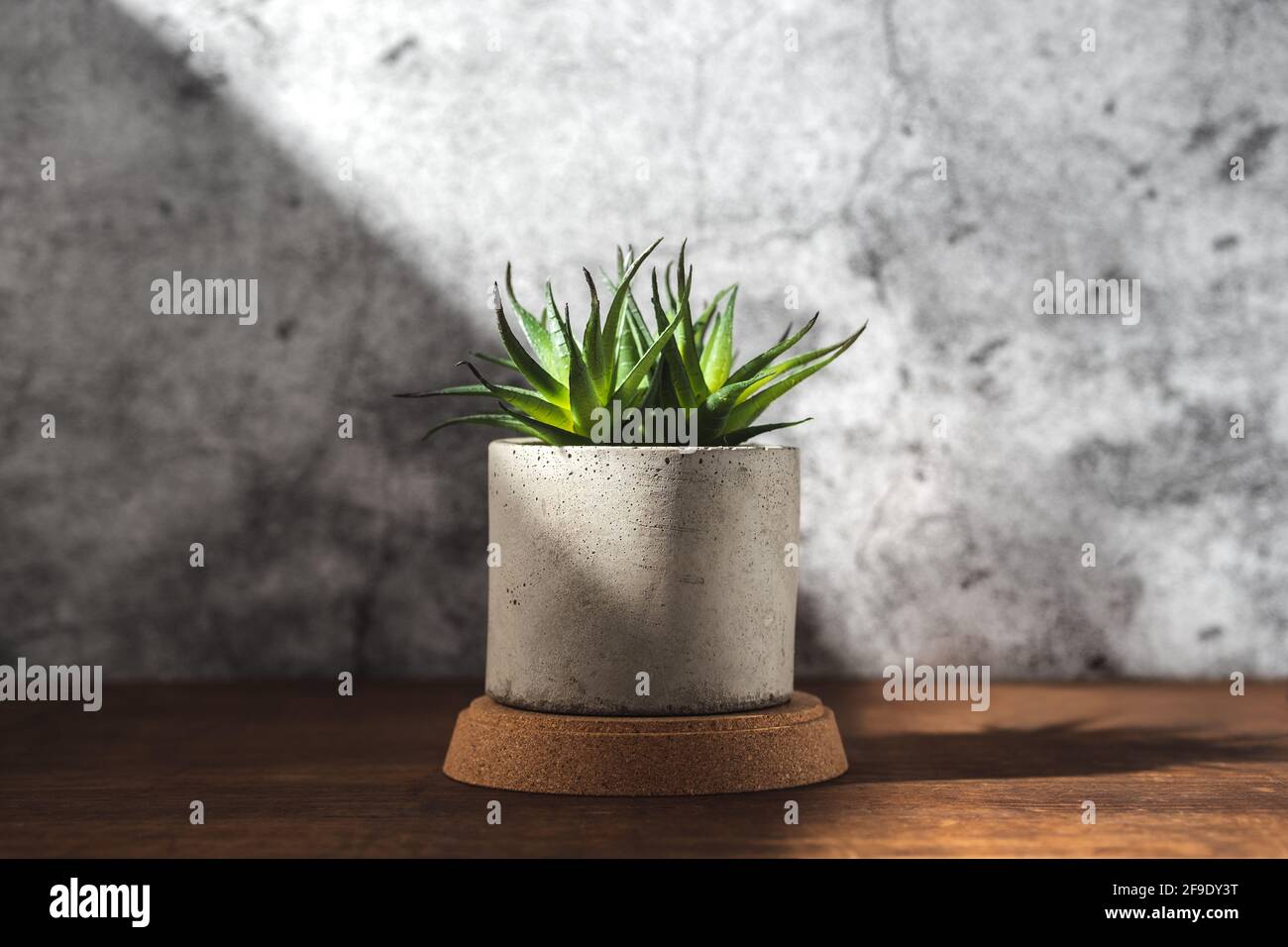 house plant castus in concrete pot on wood table with sunlight create shadow from window at concrete wall Stock Photo