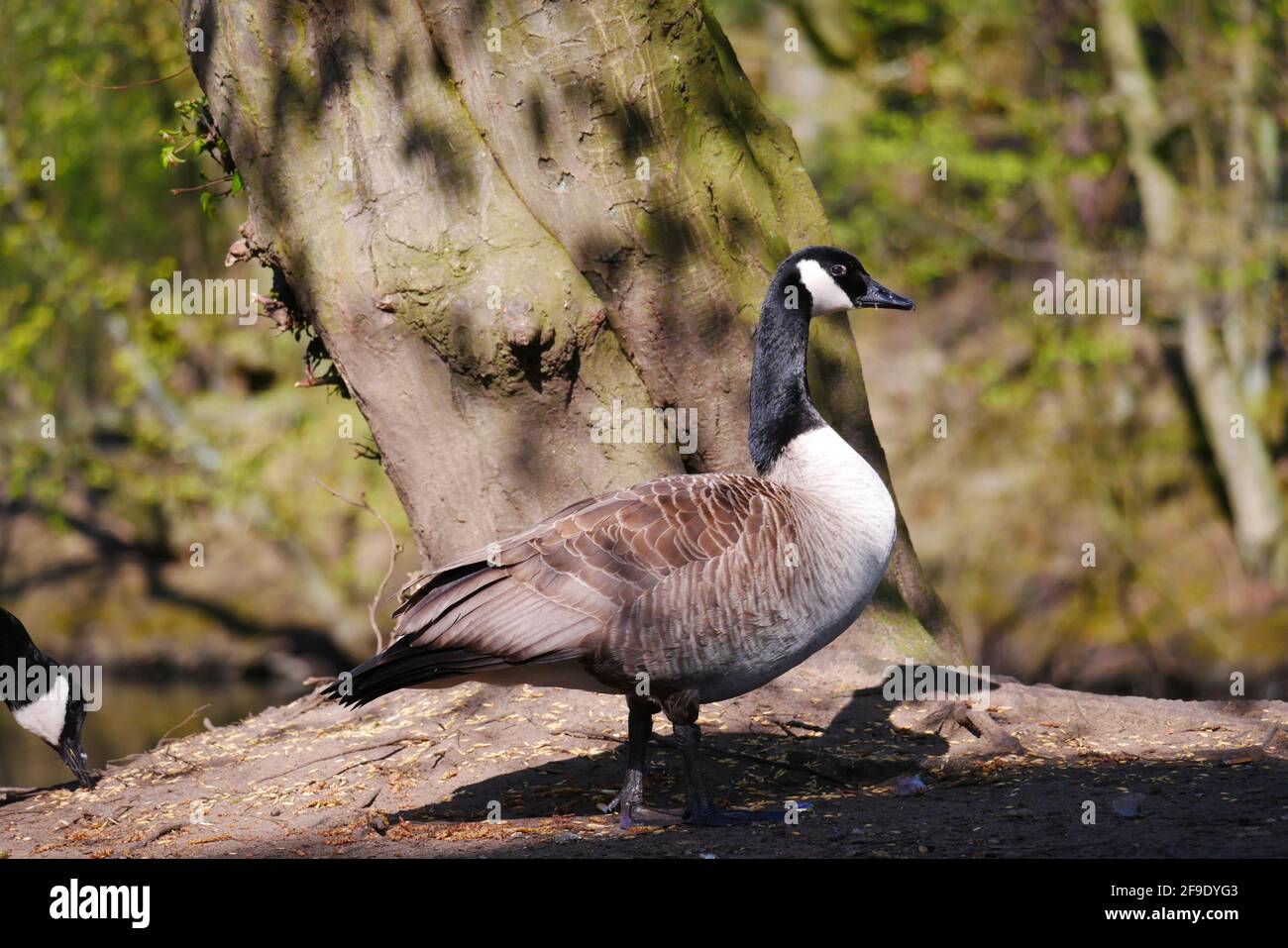 Canada goose cheap spring