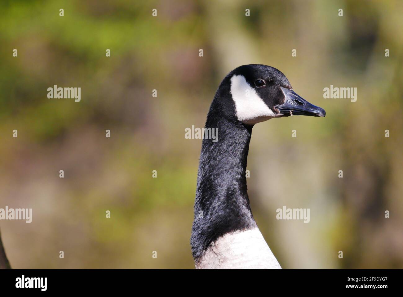 portrait of a canada goose with shiny plumage in the sunlight against a  beautiful bokeh of a spring forest Stock Photo - Alamy
