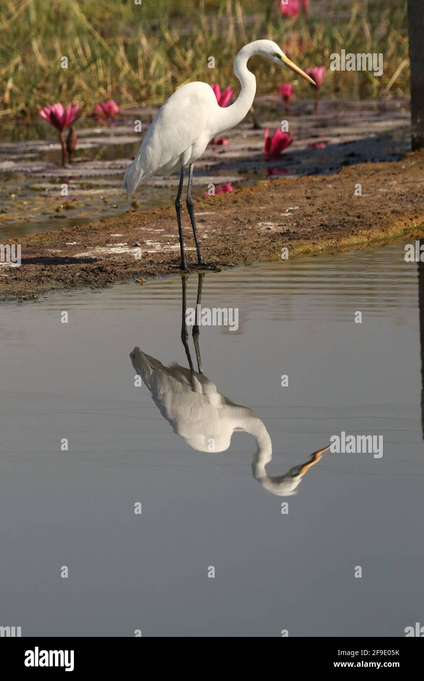 Vertical shot tranquil lake hi-res stock photography and images - Alamy