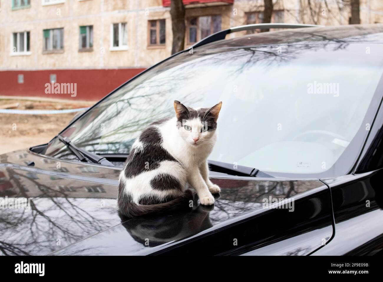 Black and white cat sitting on the hood of a black car Stock Photo Alamy