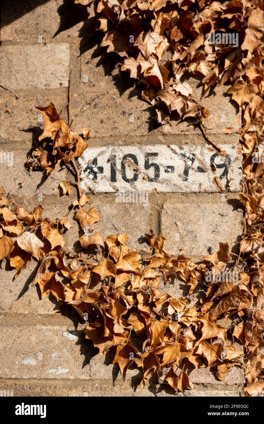 House numbers (105, 7, 9) painted in black on a white background on a yellow brick wall surrounded by Autumn foliage ivy.  Cambridge, UK Stock Photo