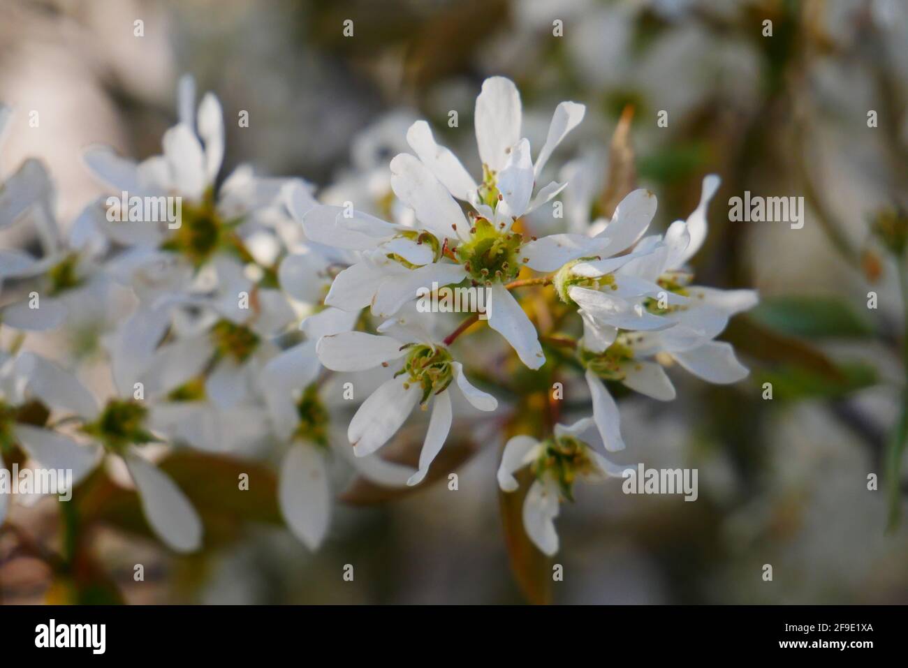 close up of several white flowers of the rock pear in spring Stock Photo