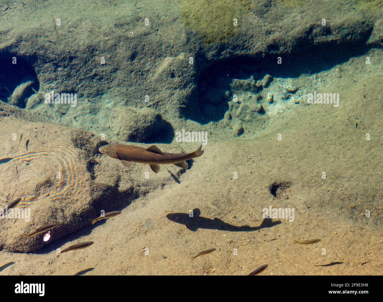 High angle underwater shot hi-res stock photography and images - Alamy