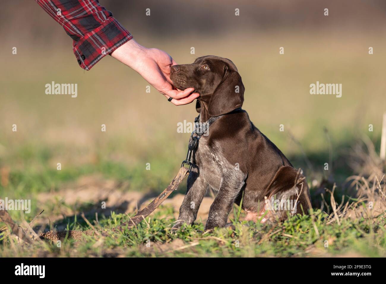 A German Shorthair Puppy Out Training Stock Photo Alamy