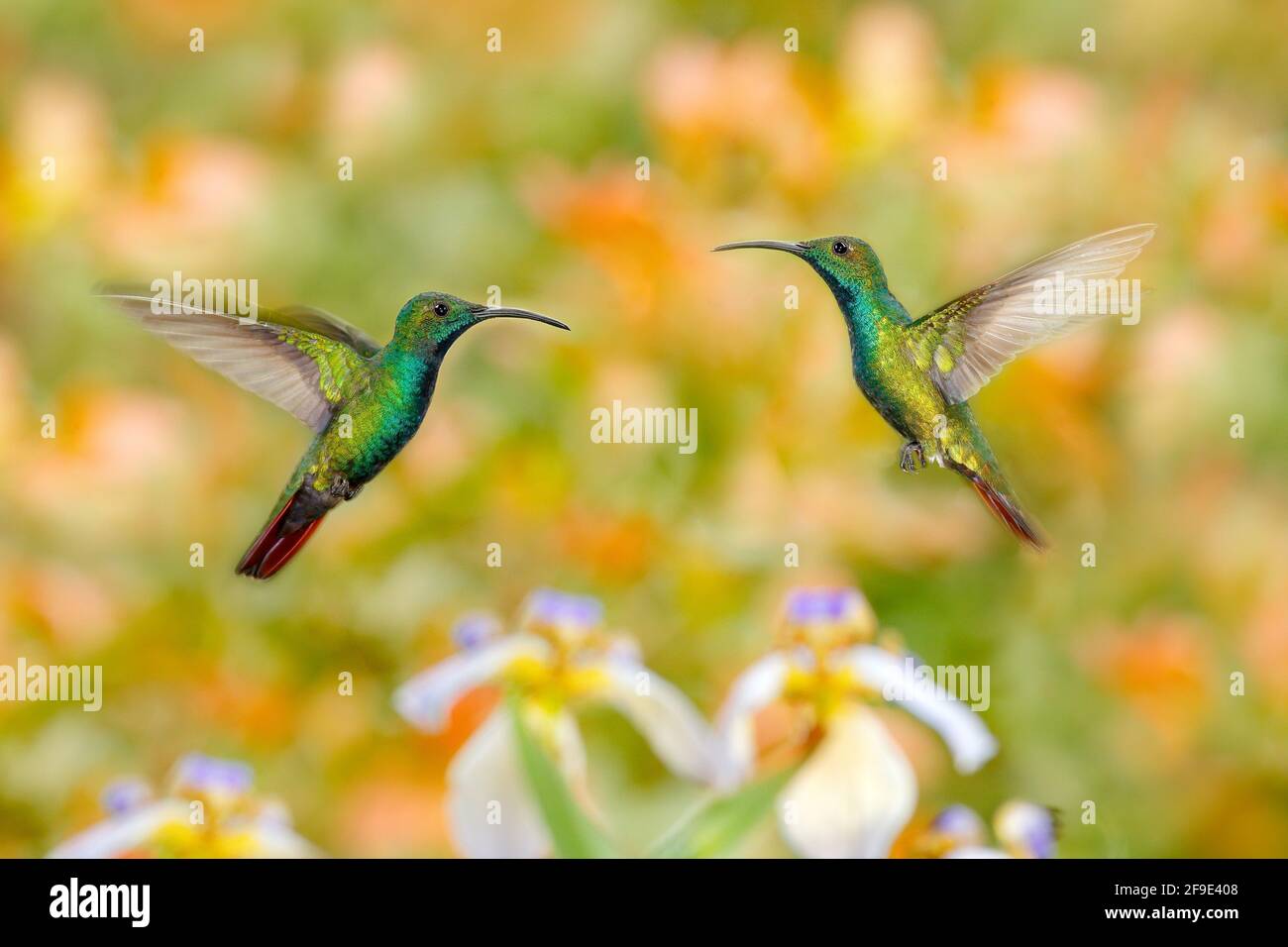 Two hummingbirds Green-breasted Mango in the flight with light green and orange background, Rancho Naturalista, Costa Rica. Wildlife scene from nature Stock Photo