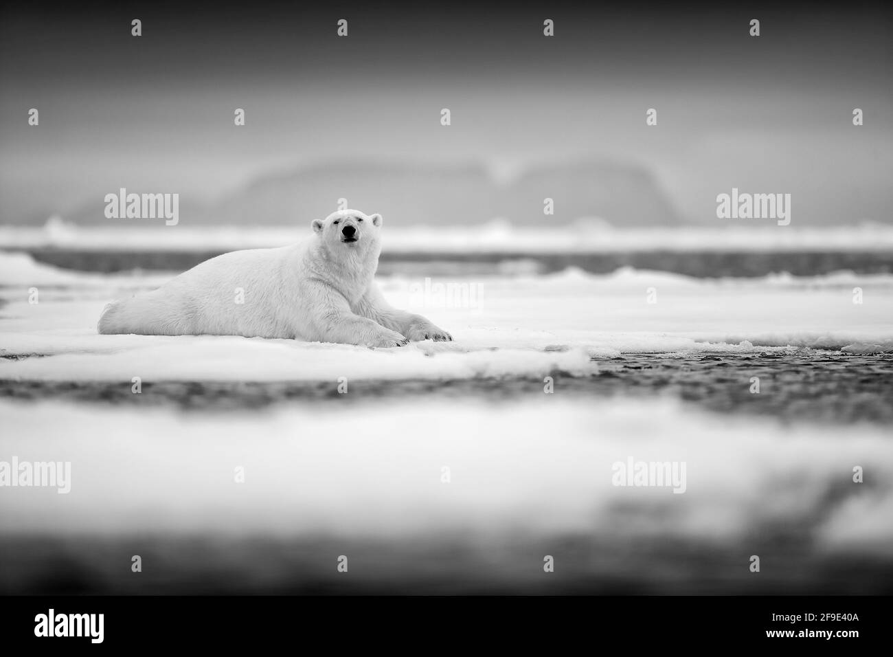 Polar bear on drift ice edge with snow and water in sea. White animal ...