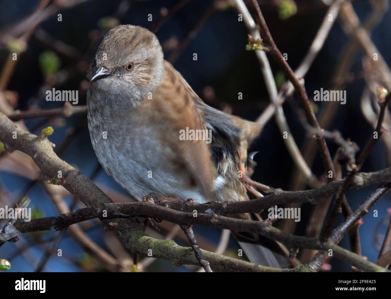 The dunnock is a small passerine, or perching bird, found throughout temperate Europe and into Asian Russia. Stock Photo